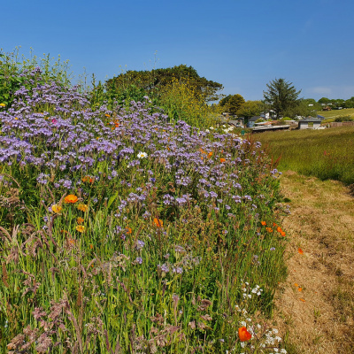 Mown path around the field for running, walking and nature watching