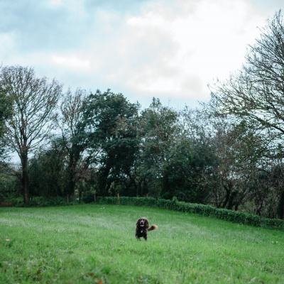 Secure dog paddock on site