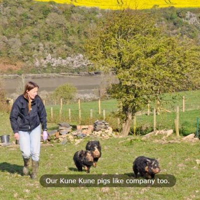 Kune pigs on site