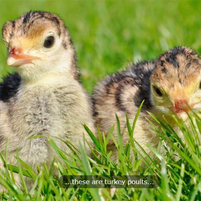 Turkey poults