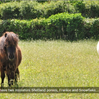 Shetland ponies on site