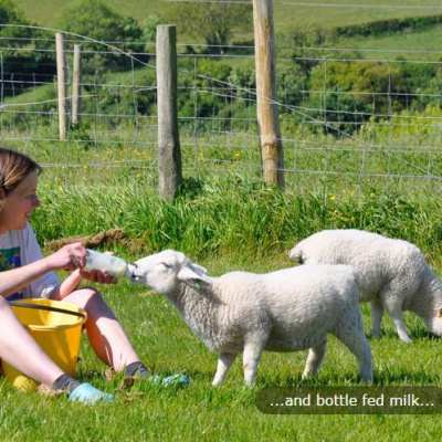 Lamb feeding