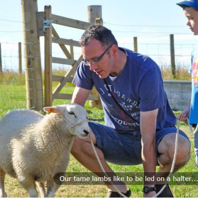 Lamb feeding