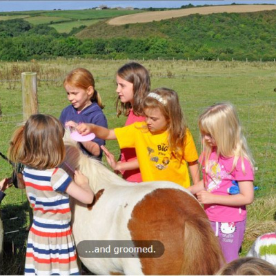 Pony grooming