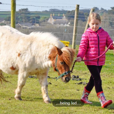 Pony walking