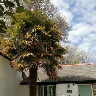 Palm trees in Cornwall!!
