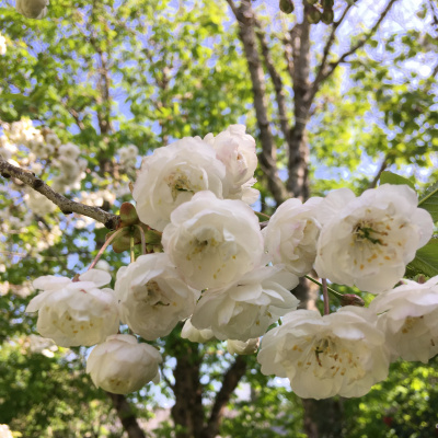 Beautiful blossom