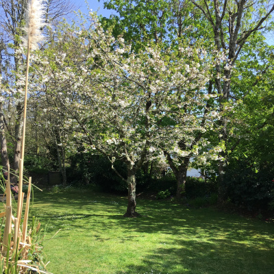 View into garden 