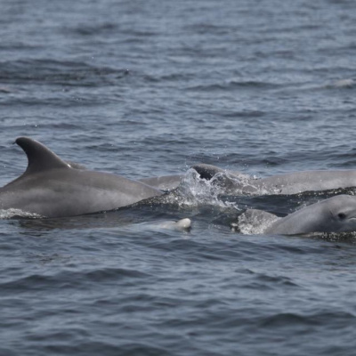 Dolphins in Charlestown sept 13 2018