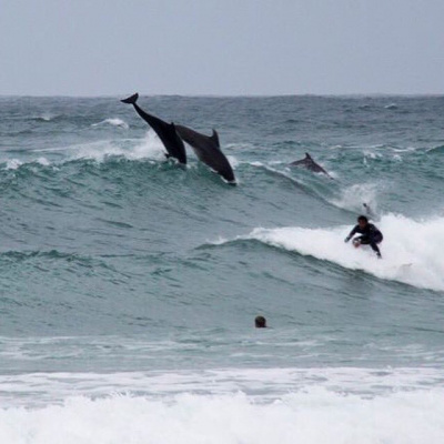 Dolphin sitings nearby