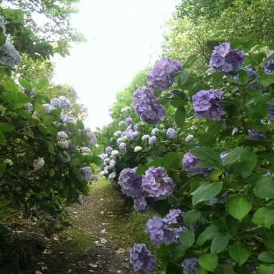 Beautiful garden, full of Hydrangeas!