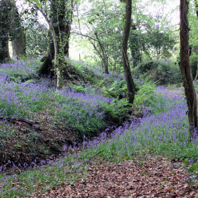 Woodland to explore