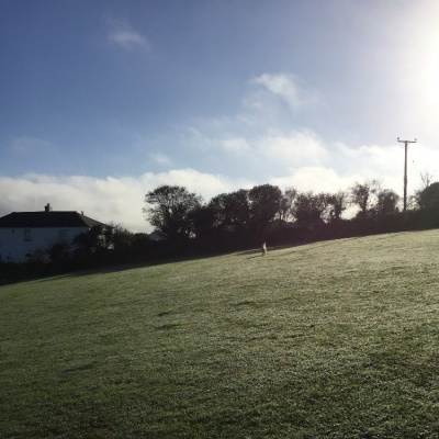 Dog field in the evening 