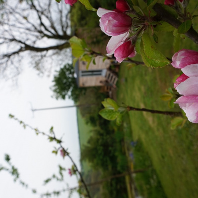 Through the orchard