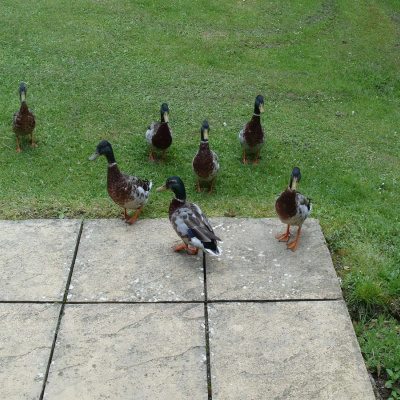 The neighbours!