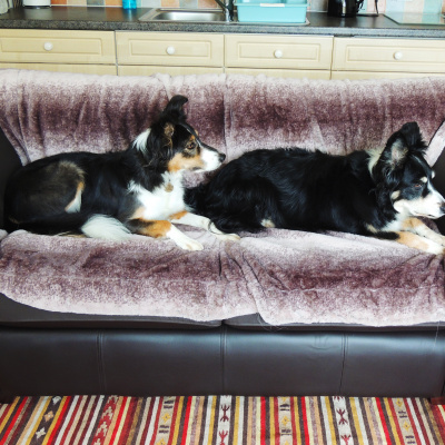 Comfortable dogs.... but of course using the throws provided.