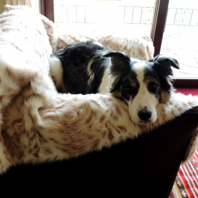 A second throw is also available (thsi dog is not provided though!).