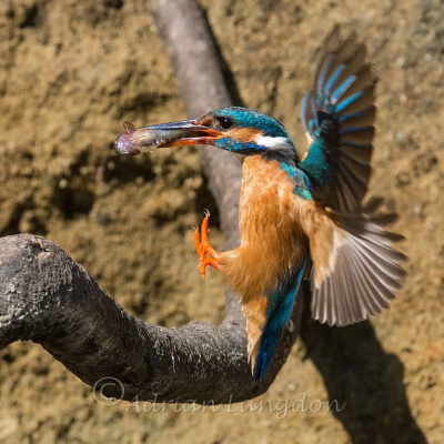 Incredible wildlife on the Butterwell Estate