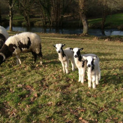 Our flock of Jacobs on the Estate