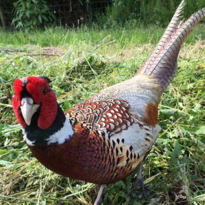 Get up close and personal with wildlife on our nature reserve