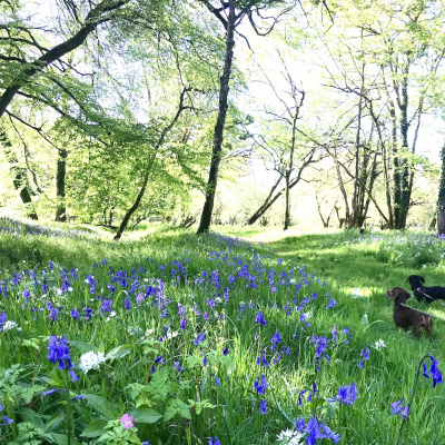 A carpet of bluebells and wild garlic in our woodland