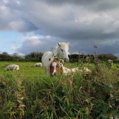 Cornish ponies