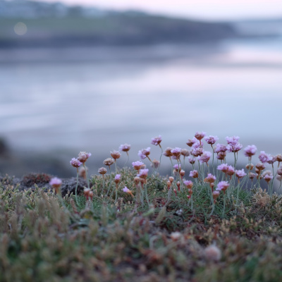 Sea pinks 