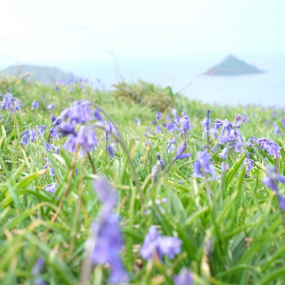 Bluebells on a local walk 