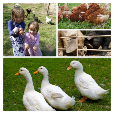 Collect your own eggs!