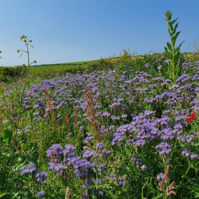 Wildflower gardens