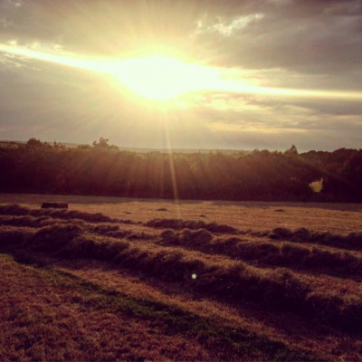 Evening hay furrowed up