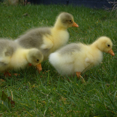 Goslings