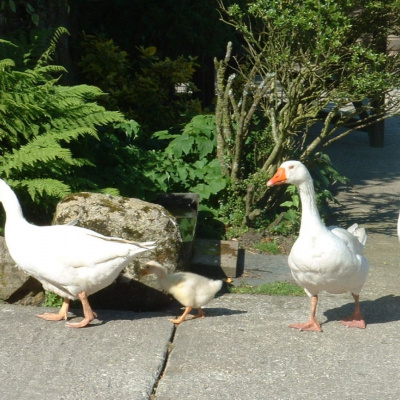 Geese make wonderful parents