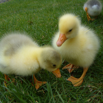 1 wk old goslings ♥♥♥