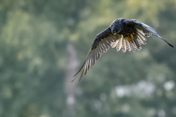 C:\fakepath\phil robson NvdIdbhIJDo unsplash